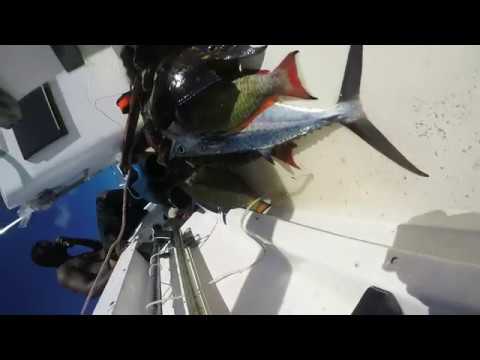 Antigua Spearfishing - Robert and Rio (1/5/2k19)