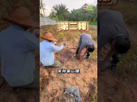 Episode 12.5: No Experience, No Problem? My First Time Planting Durian, The Real Challenge Begins!