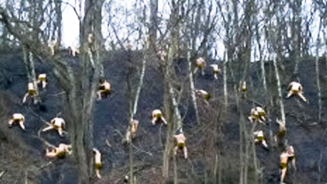 Lo Que Los Cárteles Hacen Con Los Bosques De EE. UU. Ha Impactado Al Mundo