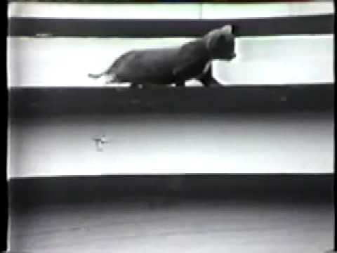 Classic Sesame Street - Trying and Trying Again