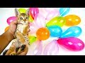 Popping Balloons Learn Colors For Kids With Real Cat Children S Educational Video