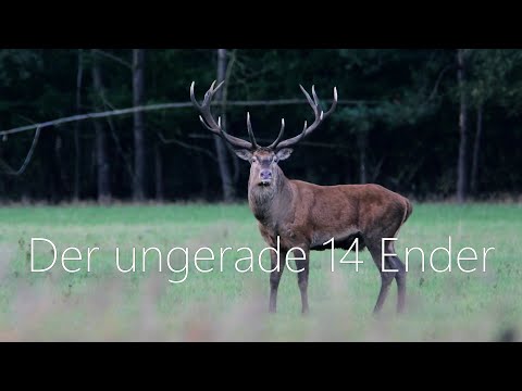 Der ungerade 14 Ender - was bedeutet das eigentlich?