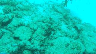 preview picture of video 'Spearfishing a Lionfish while SCUBA diving in Tobago'