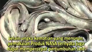 preview picture of video 'TIPS BUDIDAYA IKAN LELE - MAGELANG / RESEP MUDAH MENINGKATKAN MUTU & HASIL PANEN'