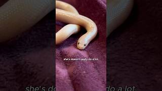 Buttercup DOES Know How to Move!!! #snake #pets #animals #reptiles #cuteanimals