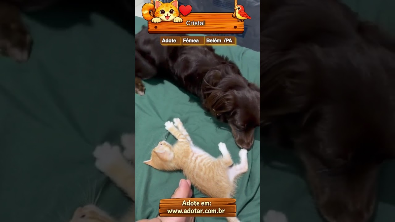 Gato raça SRD-ViraLata idade Abaixo de 2 meses nome Cristal