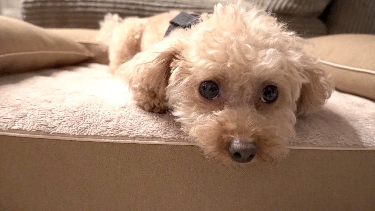 旅行から帰宅直後、モコは体力おばけ