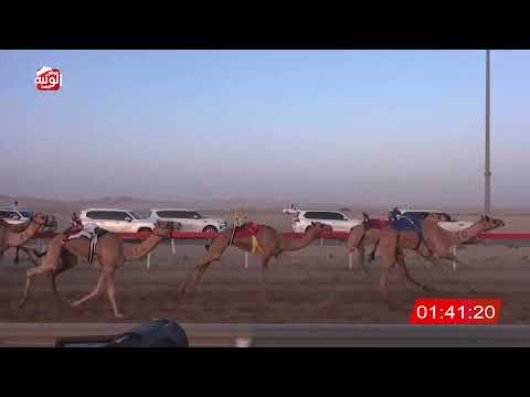 ش 6 (شاهين) لـ سالم سهيل دليله بن صقوح العامري 3:09:21 ، شارة الصندوق 2026/08/28 فطامين الوقن