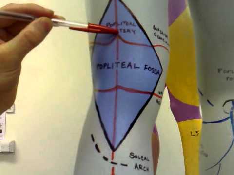 Thigh & Leg Arteries