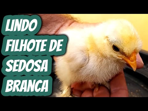 lindo pintinho sedosa do Japão. Criação da raça em Minas Gerais - Ovos galados férteis para chocar