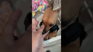 Video preview image #1 Chihuahua-Unknown Mix Puppy For Sale in Virginia Beach, VA, USA
