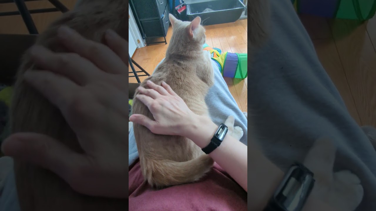 Enlarge Amber/Broccoli, a Adoptable Domestic Short Hair in Frederick, MD video 4/4