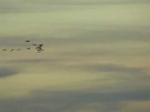 Haaveitteni metsähanhi