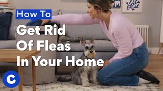 How To Get Rid Of Fleas In The House | Chewtorials
