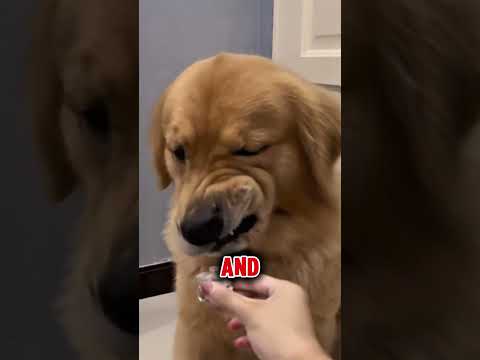 Three popular dog products you must stop using immediately part 3 #animals #usa