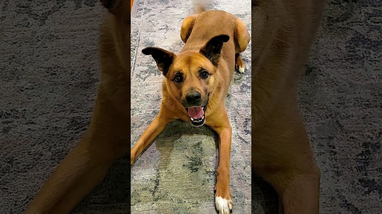 Enlarge Phoebe, an adopted mixed breed in Southington, CT video 6/6