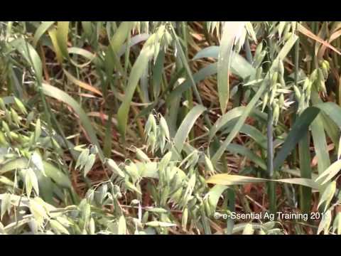 Cutting oat crops at right stage