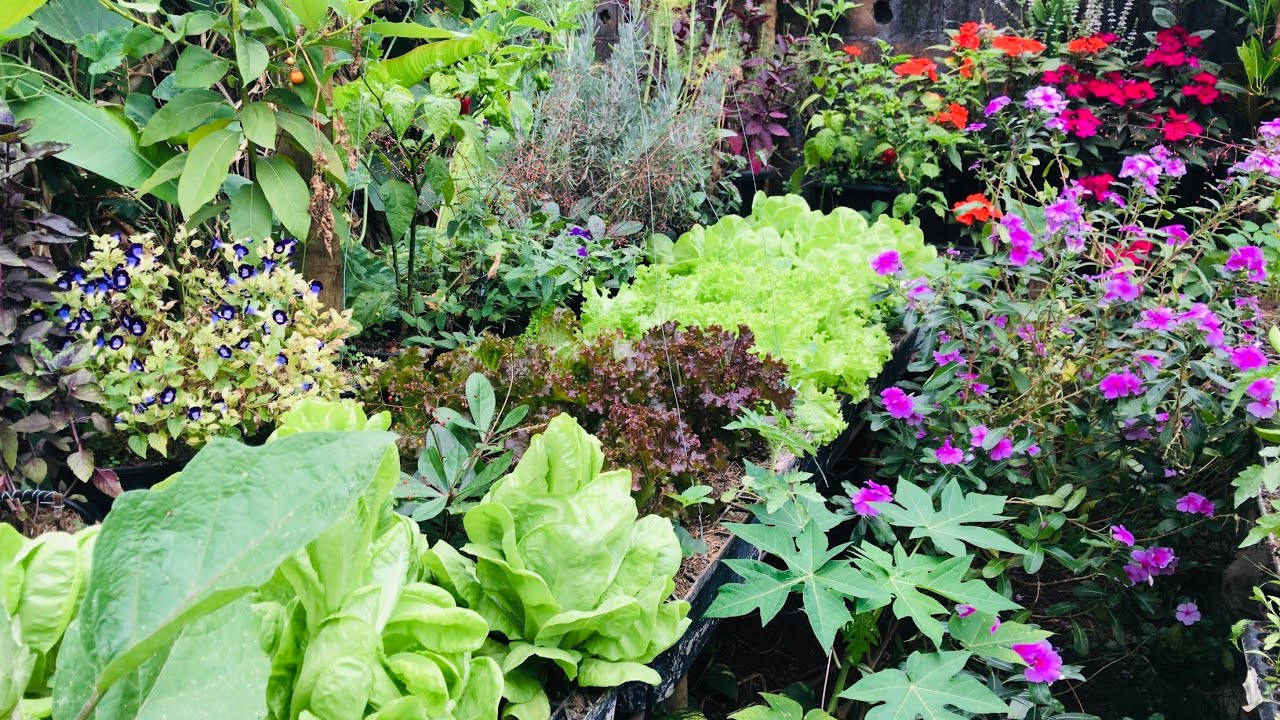 MINHA HORTA TODA EM VASO / UM DIA DE PLANTIO