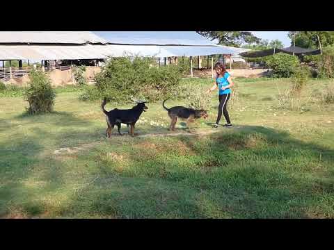beautiful girl playing with her dog at home, how to training cute puppy #15