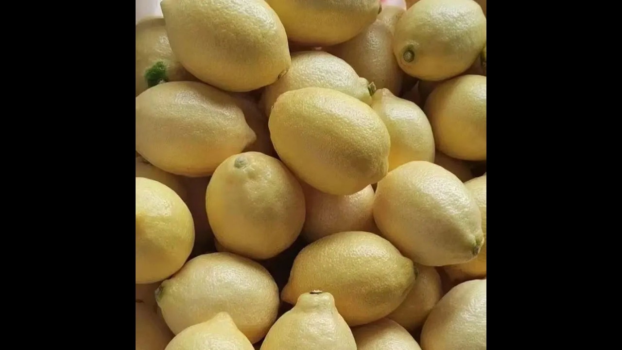 China Fresh lemon wholesale and Supply