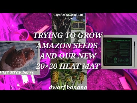 Trying To Grow Amazon Seeds And Our New 20×20 Heat Mat , will they grow ?