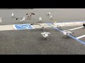 Hungry Seagulls