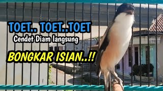 Download lagu MASTERAN CENDET GACOR MEWAH. COCOK BUAT PANCINGAN CENDET BAHAN. mp3 Download lagu MASTERAN CENDET GACOR MEWAH. COCOK BUAT PANCINGAN CENDET BAHAN. mp3