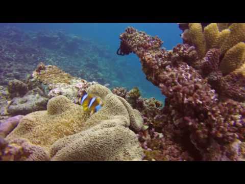 Scuba Diving the Great Barrier Reef  - January 2017