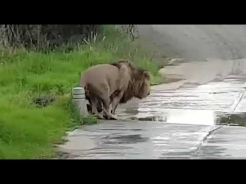 This Male Lion is scared of water  - Mountain Zebra National Park
