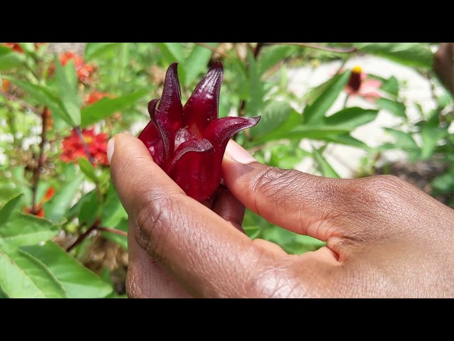 הגיית וידאו של Hibiscus sabdariffa בשנת אנגלית