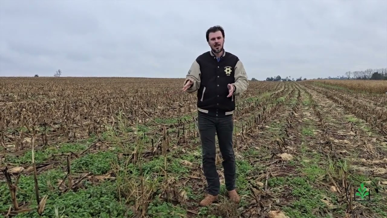 Muita atenção nas dessecações pré-semeadura da cultura da Soja!