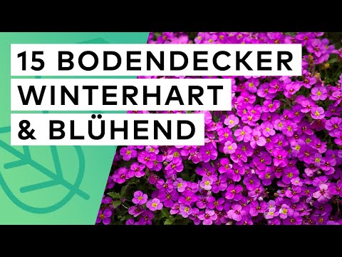 15 flowering, hardy ground cover plants: Flowering time ✓ Height ✓ Optimal location ✓ Soil ✓ 🌺