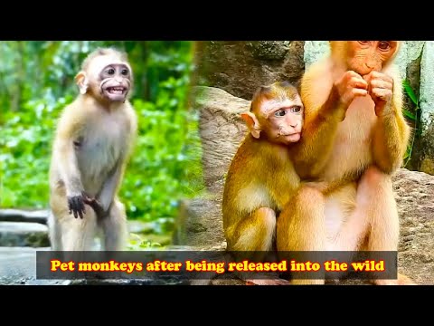 Pet monkeys react after owner releases them back into the wild