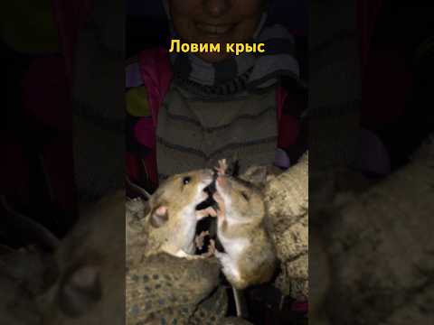 Ловим крыс 😂 Shorts #деревня #крысы #фермеры