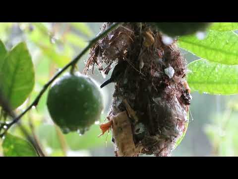 Nesting Documentary of a pair of purple rumped sunbird| wildlife documentary |