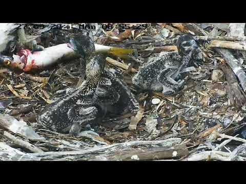 Port_Lincoln Osprey | The chicks got scared as fish tall move | Live fish in nest | 27.09.2021