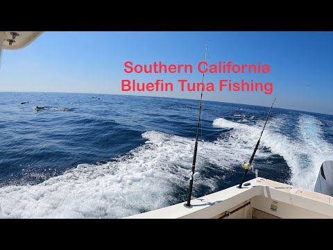 Bluefin Tuna Fishing Southern California