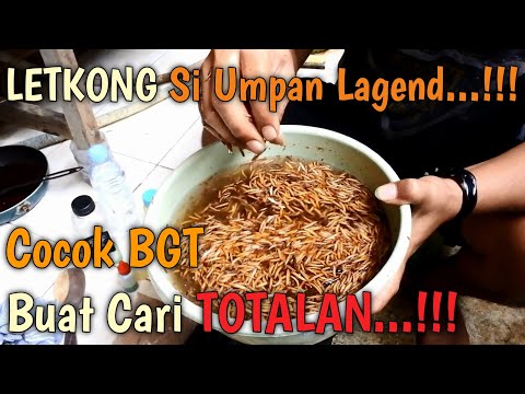 RACIKAN ULET HONGKONG BENDINGAN || COCOK BANGET BUAT CARI TOTALAN !