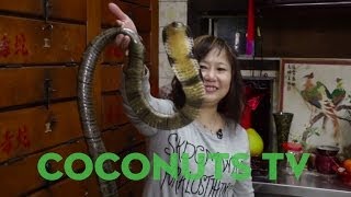 Freaky Feasts #5: Hong Kong high stakes with snake soup