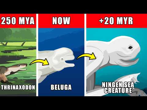Ningen Sea Creature Origin Evolution: How Ningen Sea Creature Could Have Evolved