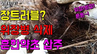 흔한약초 삽주(창출,백출) 엄청난 효능~찾는 방법과 효능 사용법!