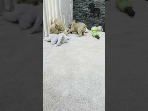 Video 5