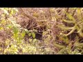 Hawaiian Acres. The Hidden Cave. A Treasure ...