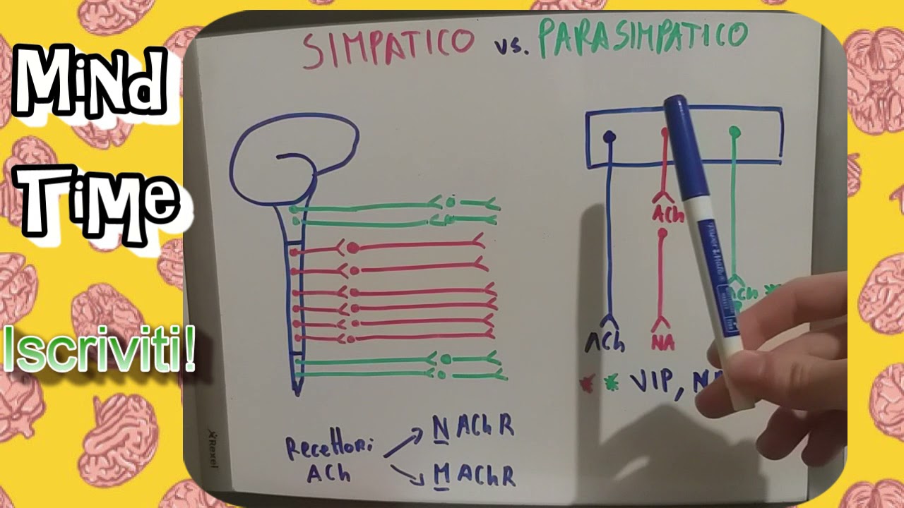 Sistema nervoso autonomo (simpatico e parasimpatico)