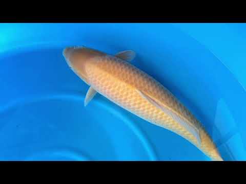 JKS Online Auction: JKS-AC 2025-12-09 - 4Y Female Karashigoi 75 cm