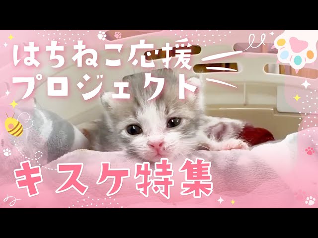 限定公開版　きすけ特集