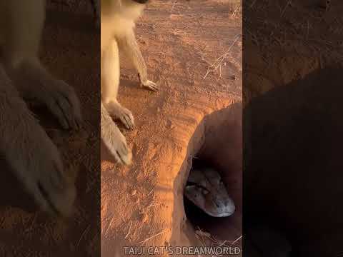 Will the monkey escape the giant python bursting from the pit?! 🐒🐍💥😱