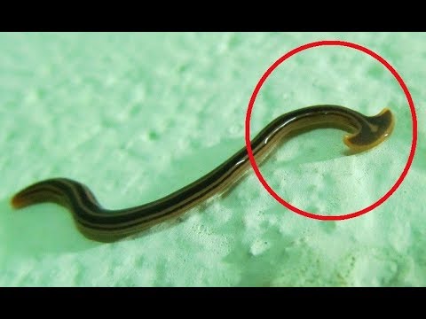 Unbelievable Brand NEW Discoveries