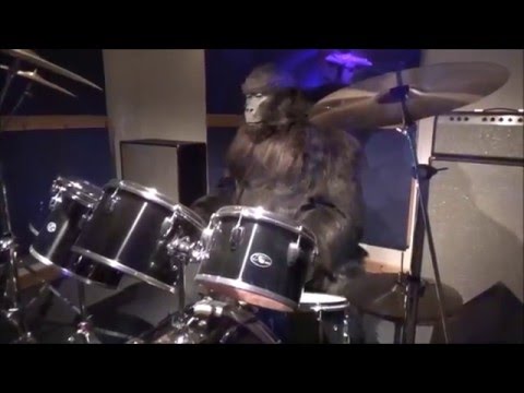 Cadbury Gorilla Advert Animatronic - Cadbury World