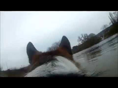 Randersacker aus Sicht eines Hundes